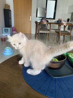 Fumio - American Curl + Persian Cat