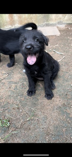 Swift - Schnauzer Mix Dog