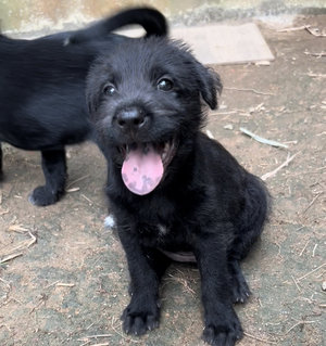 Swift - Schnauzer Mix Dog