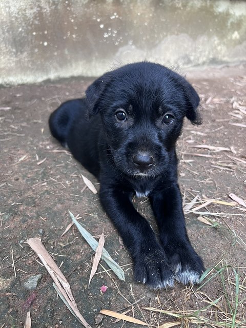 Bubbles - Mixed Breed Dog