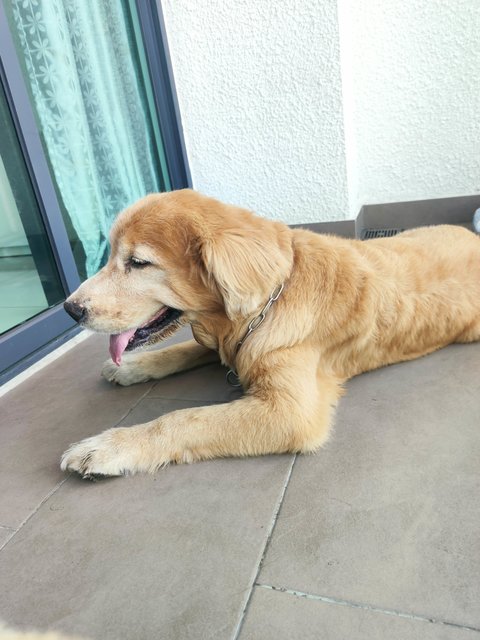 M &amp;r - Golden Retriever Dog