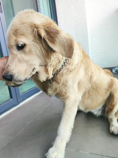 M &amp;r - Golden Retriever Dog