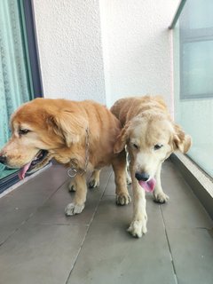 M &amp;r - Golden Retriever Dog