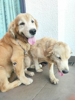 M &amp;r - Golden Retriever Dog