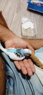 Sky N Ocean - Budgie/Budgerigar Bird