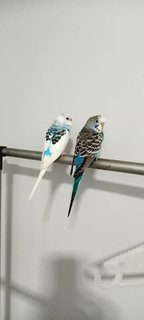 Sky N Ocean - Budgie/Budgerigar Bird