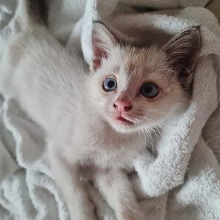 Yuki - Ragdoll + Birman Cat