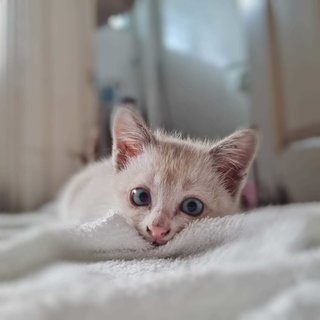 Yuki - Ragdoll + Birman Cat