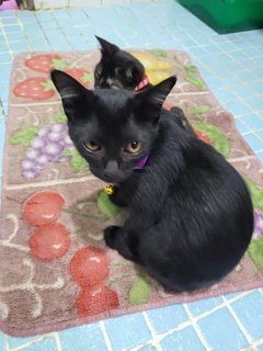 Kittens  - Domestic Short Hair Cat