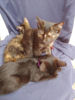 Kittens  - Domestic Short Hair Cat