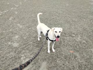 Gingerb - Labrador Retriever Mix Dog