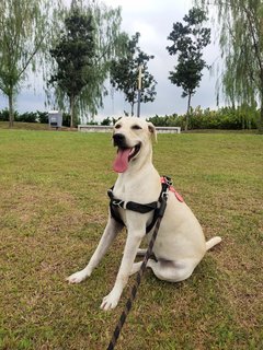 Gingerb - Labrador Retriever Mix Dog