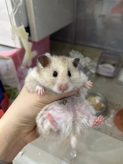 Hamster - Syrian / Golden Hamster Hamster