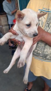 4 Female 2 Male - Mixed Breed Dog