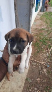 4 Female 2 Male - Mixed Breed Dog