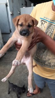 4 Female 2 Male - Mixed Breed Dog