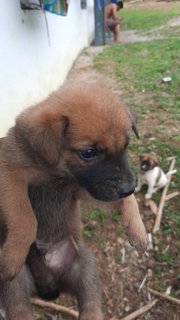 4 Female 2 Male - Mixed Breed Dog