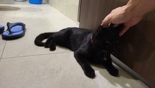 Blackie - American Curl + Domestic Short Hair Cat