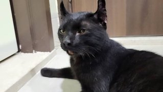 Blackie - American Curl + Domestic Short Hair Cat