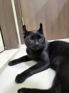 Blackie - American Curl + Domestic Short Hair Cat