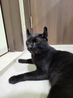 Blackie - American Curl + Domestic Short Hair Cat