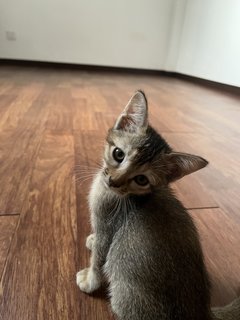 Jeje - Domestic Short Hair Cat