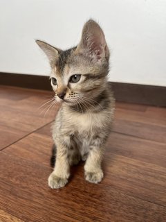 Jeje - Domestic Short Hair Cat