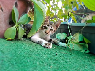 Zoe, being playful in the garden