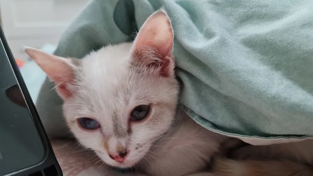 Snowy - Domestic Short Hair Cat