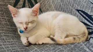 Snowy - Domestic Short Hair Cat