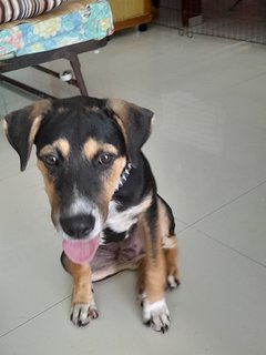 Playboy - Mixed Breed Dog