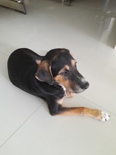 Playboy - Mixed Breed Dog