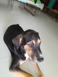 Playboy - Mixed Breed Dog