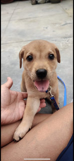 Max  - Shiba Inu + Labrador Retriever Dog