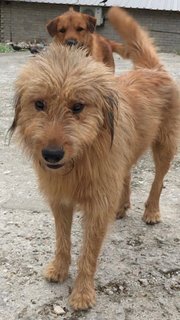 Wilbur - Terrier Mix Dog