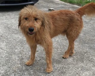 Wilbur - Terrier Mix Dog