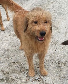 Wilbur - Terrier Mix Dog