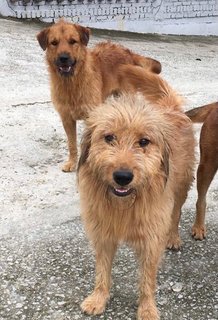 Wilbur - Terrier Mix Dog