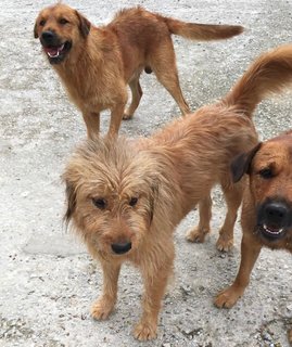 Wilbur - Terrier Mix Dog