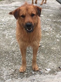 Buzz - Terrier Mix Dog