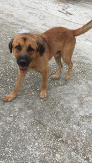 Hansom - Terrier Mix Dog