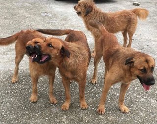 Hansom - Terrier Mix Dog