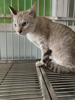 Blue Eyes Meow - Domestic Short Hair Cat