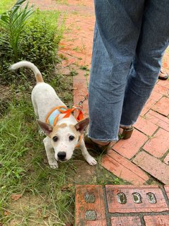 Pinky - Mixed Breed Dog