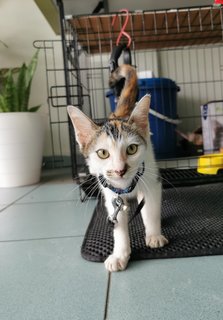 Hua Hua - Domestic Short Hair Cat