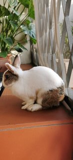 Labbit - Netherland Dwarf Rabbit