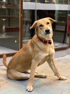 Tiger - Mixed Breed Dog