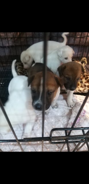 1 Month  Male/female Puppies - Mixed Breed Dog