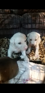 1 Month  Male/female Puppies - Mixed Breed Dog