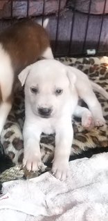 1 Month  Male/female Puppies - Mixed Breed Dog